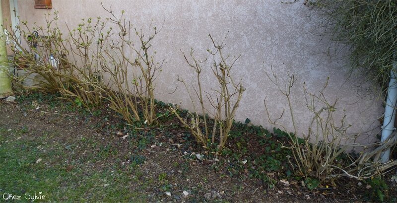 Hortensias02 après