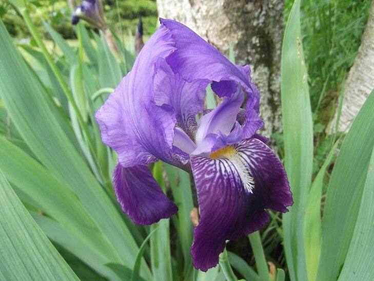 iris pallida violet