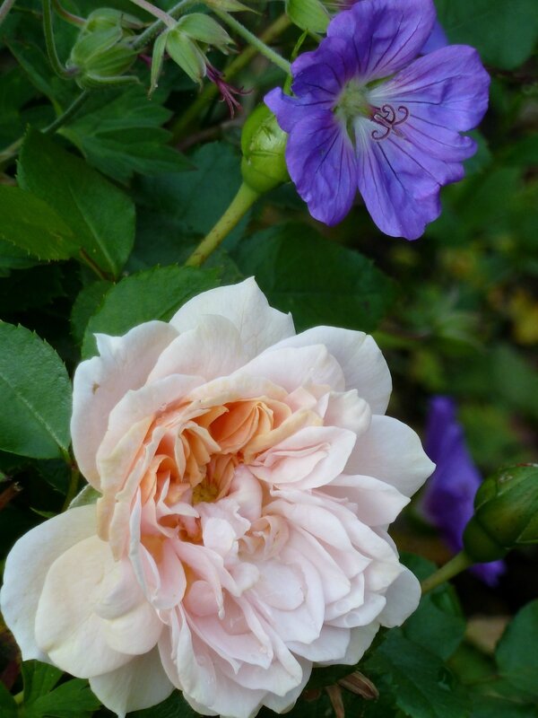 garden of roses et rozanne