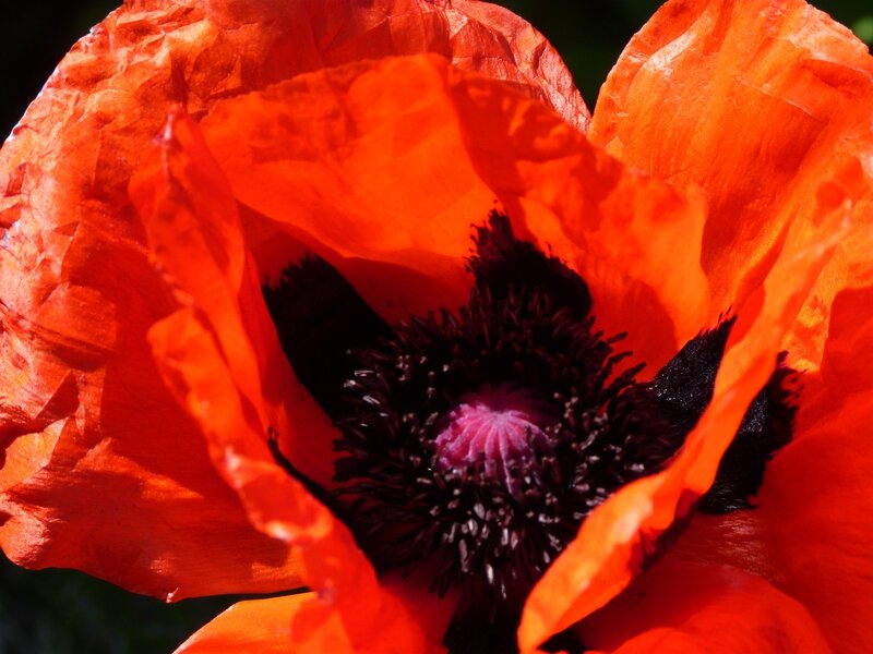 Coquelicots 7