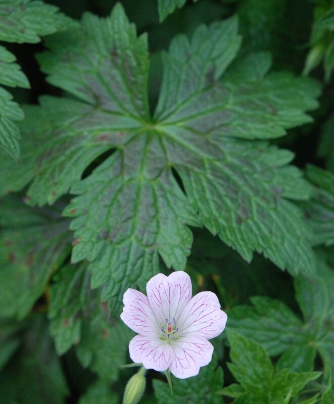 Geranium x oxonianum 'Walter's Gift'