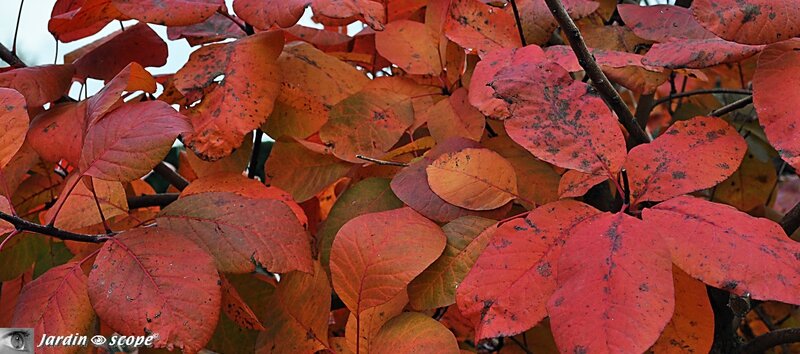 Cotinus coggygria x dummeri Grace et ses couleurs feu de l'automne