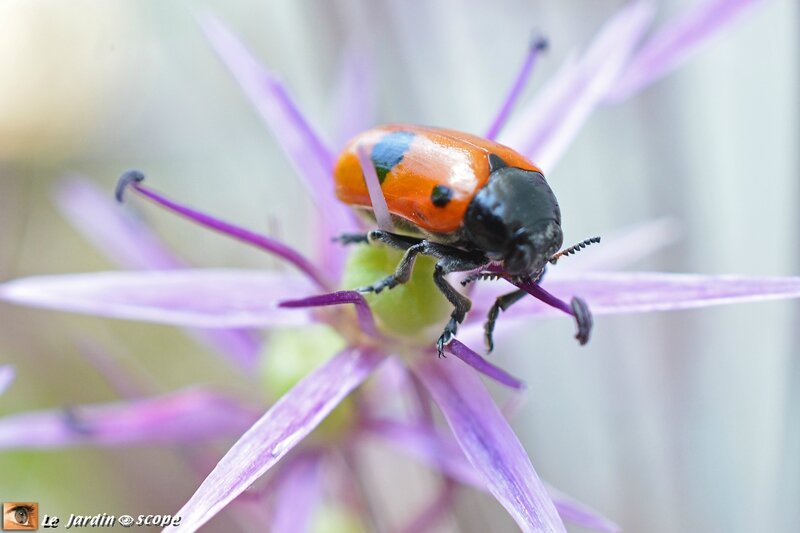 Il ressemble une coccinelle mais n en est pas une Le