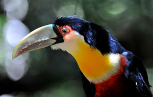 toucan_ventre_rouge__1_