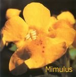 Mimulus
