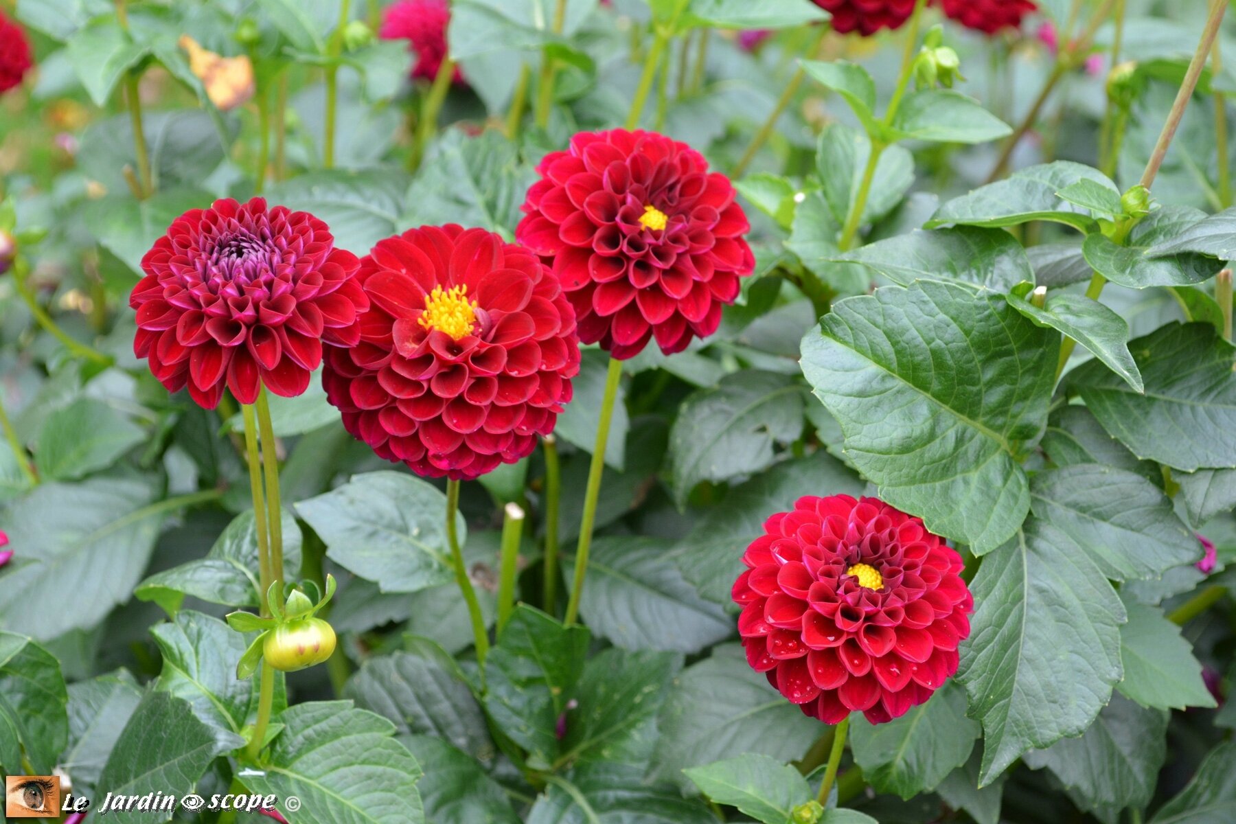 Dahlia-Natal