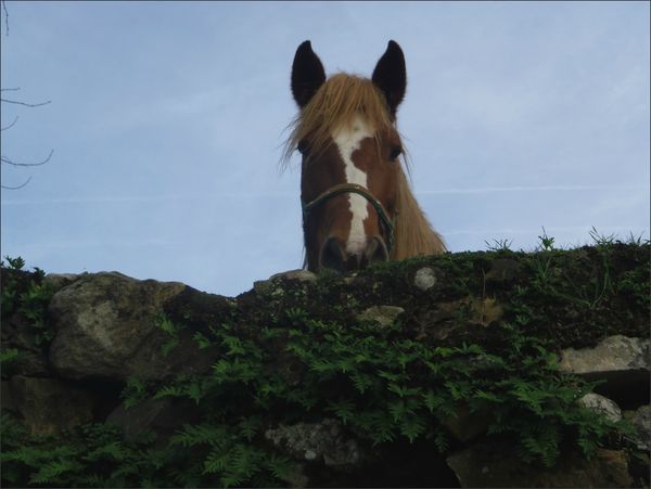 Asturies Arenas cheval 260113 1