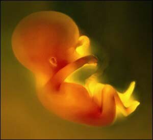 fetus