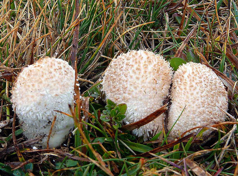 Lycoperdon_ericaeum