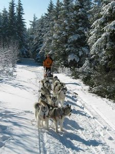 Chien de traineaux