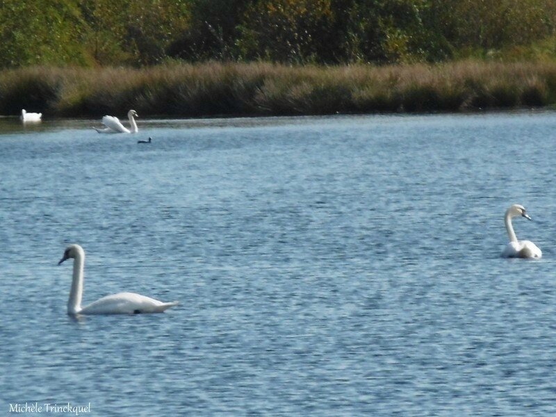 Etang d'Uza 171017