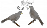 deux coucous