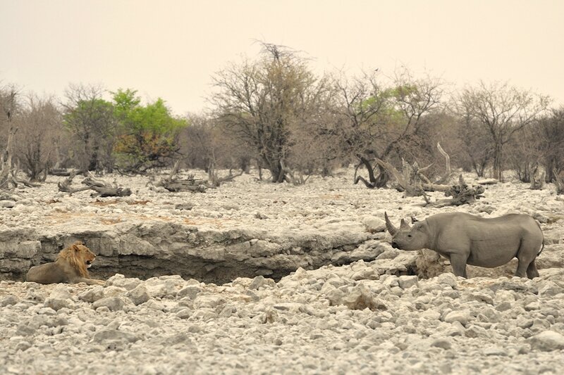 Lion et rhinocéros noir, parc d'Etosha, Namibie