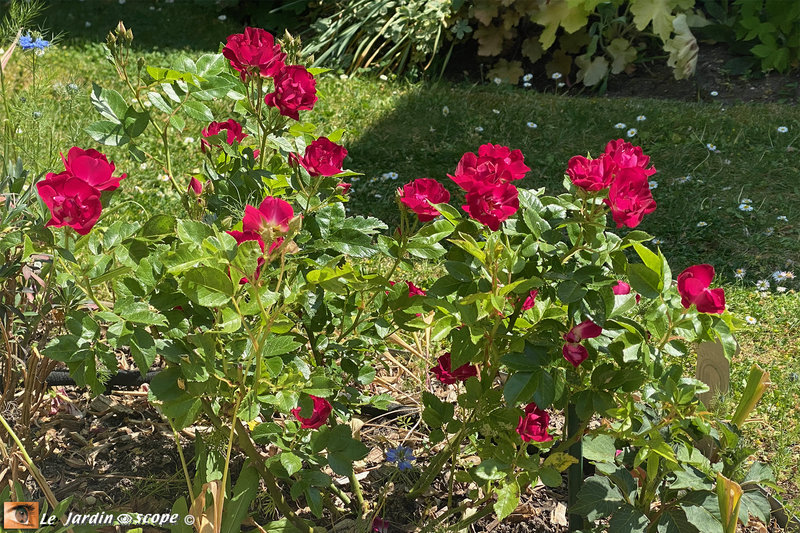 Rosa-Merveille-des-Rouges