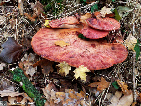 Fistuline hépatique • Langue de bœuf • Fistulina hepatica