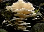 Pleurocybella porrigens