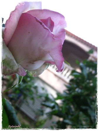 fleur_rose_1