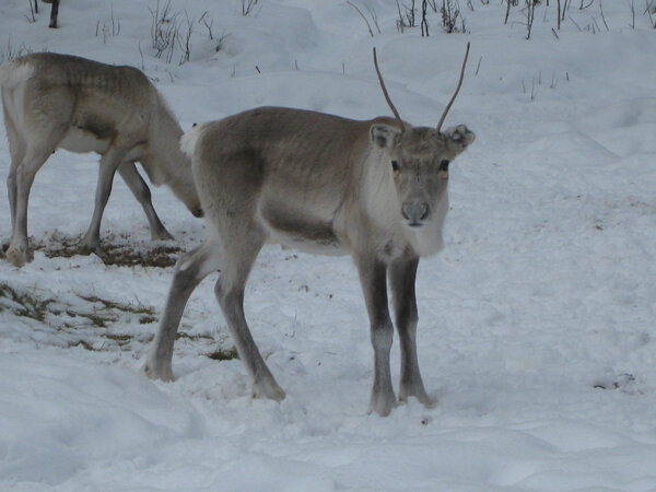 14 Ivalo-Laponie-Finlande-Voyage-MamanFlocon-Maman-Flocon