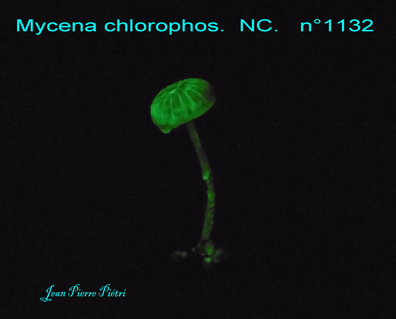Mycena chlorophos n°1132 nuit