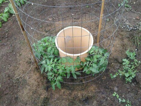 tomates