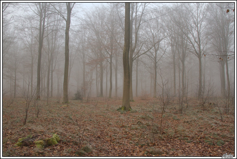 forêt de Stambruges