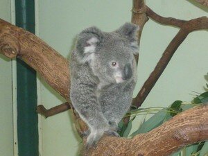 Koala_marche