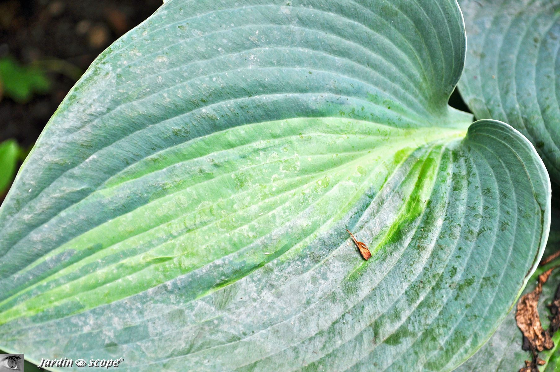 Feuille d'Hosta