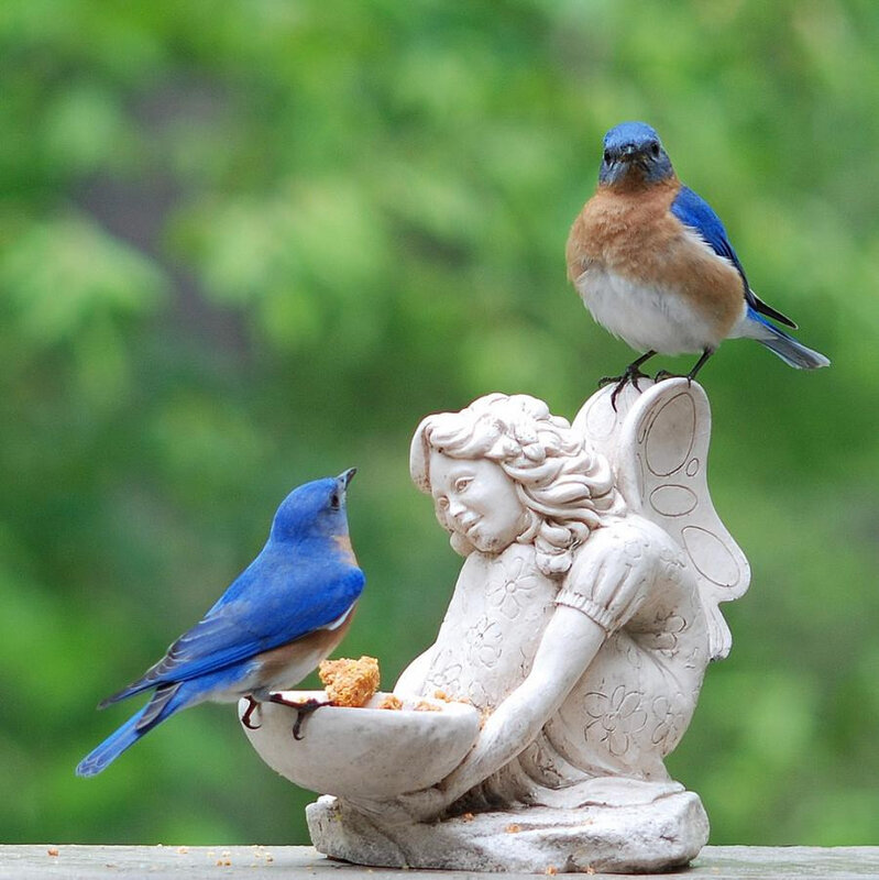 oiseaux bleus sur statue