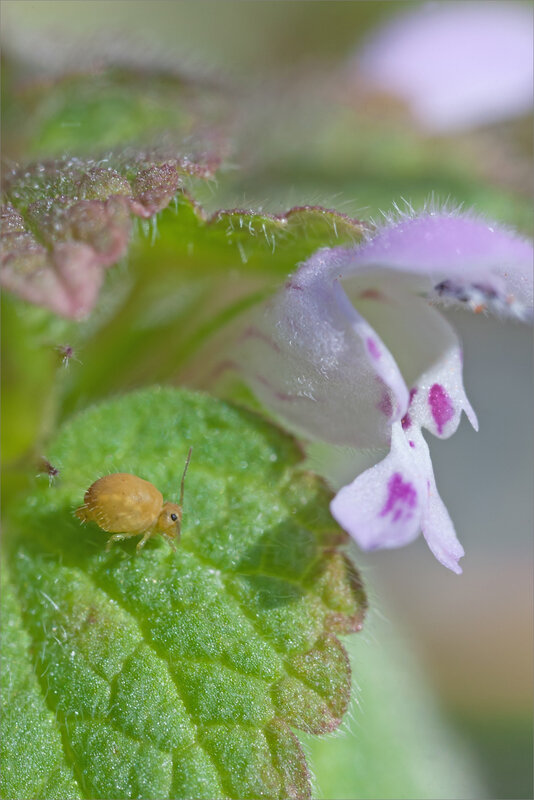 SM mur 230319 collembole fleur ym 9