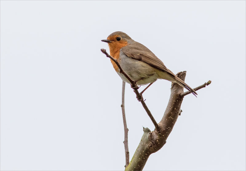 oiseau RG 5 220323