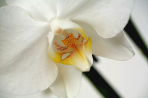 orchid_e_blanc