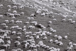 moutons_pelvoux_france_1073229801_1134060