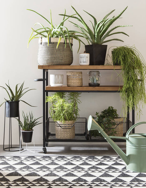 Associer-des-plantes-a-une-deco-black-white