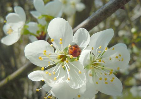 Coccinelle prunier