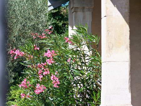 Lavoir_laurier_blanc__mugs__papillons_tueurs_027