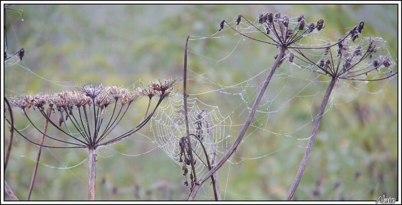 nature morte