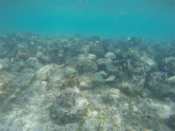 Madagascar Nosy Iranja Banc de poissons rayés 2