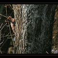 photographier les <b>écureuils</b>