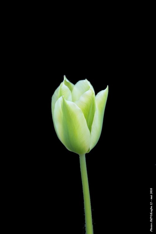 Photos JMP©Koufra 12 - tulipe - 04 mai 2016 - 0003