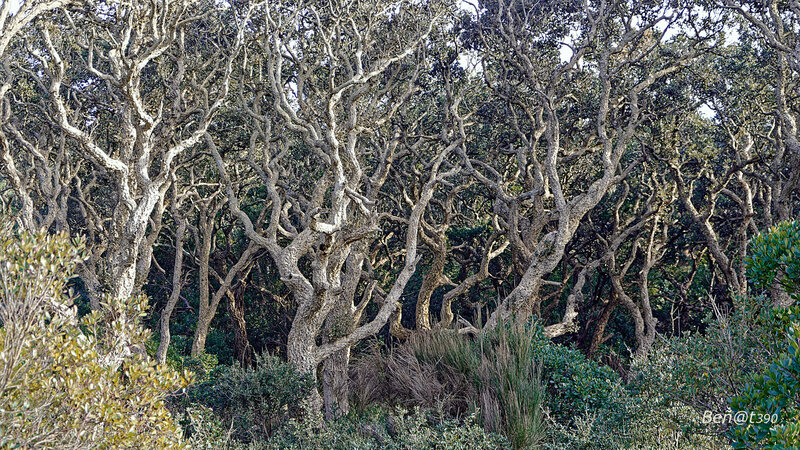 Forêt en transe