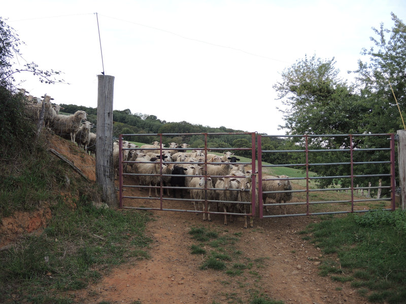 Mendionde, sentier Mont Ursuya, brebis (64)