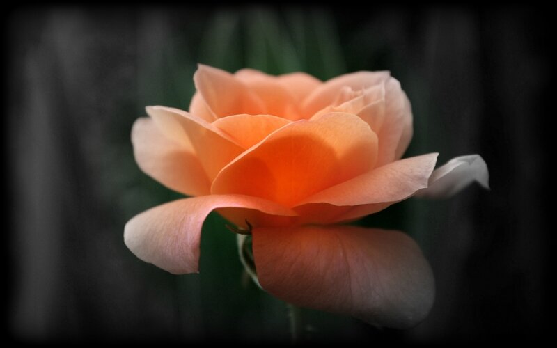 rose