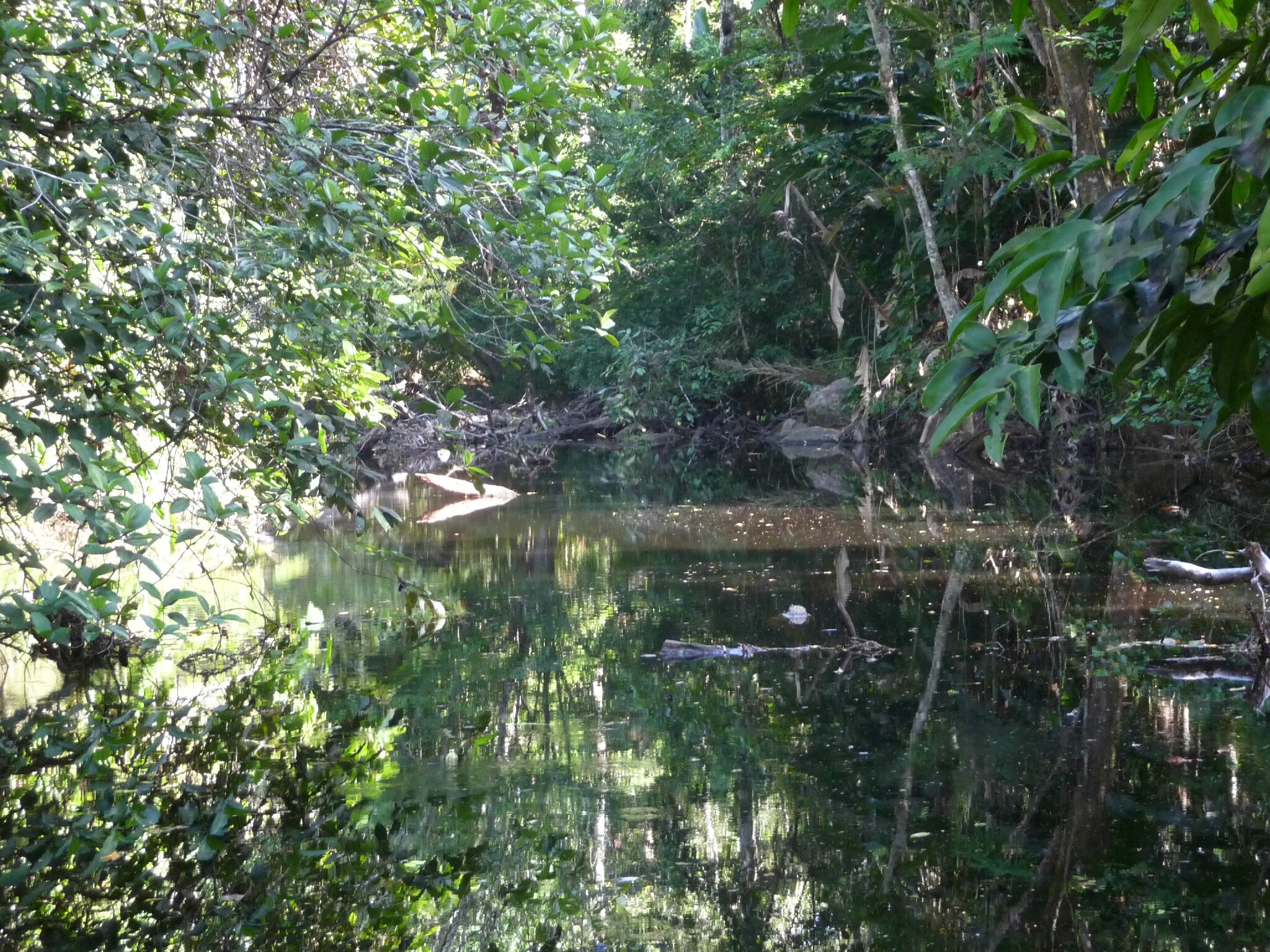 Sur la route de Saint-Laurent-du-Maroni 