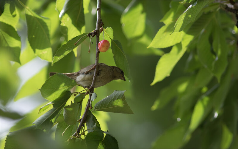 Cerisier oiseaux moineau 190620 2 ym