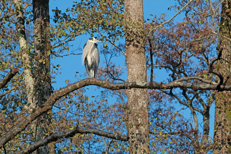 Oiseau héron perché 101222