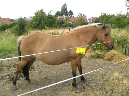 06_cheval
