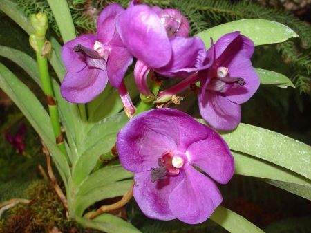 orchid_e