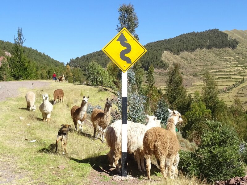 Lamas sur la route de Pisac