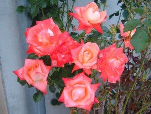 rroses_roses