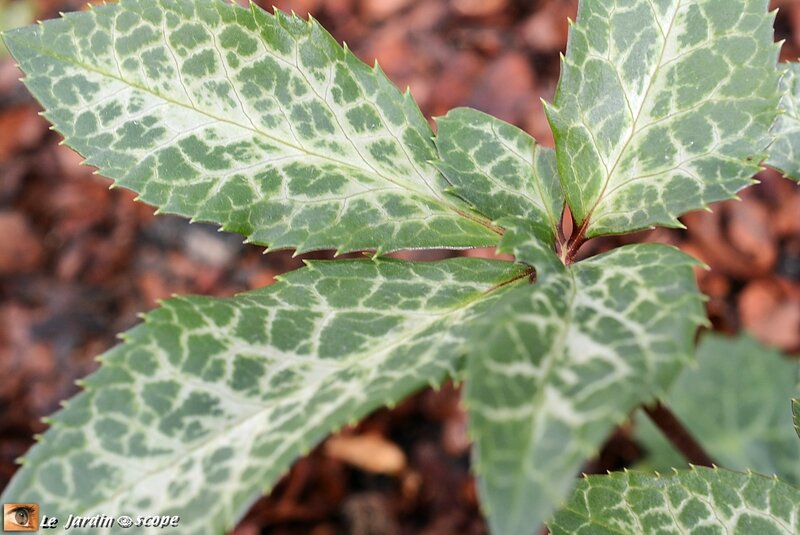 Feuilles-Hellébore-Magic-Leaves